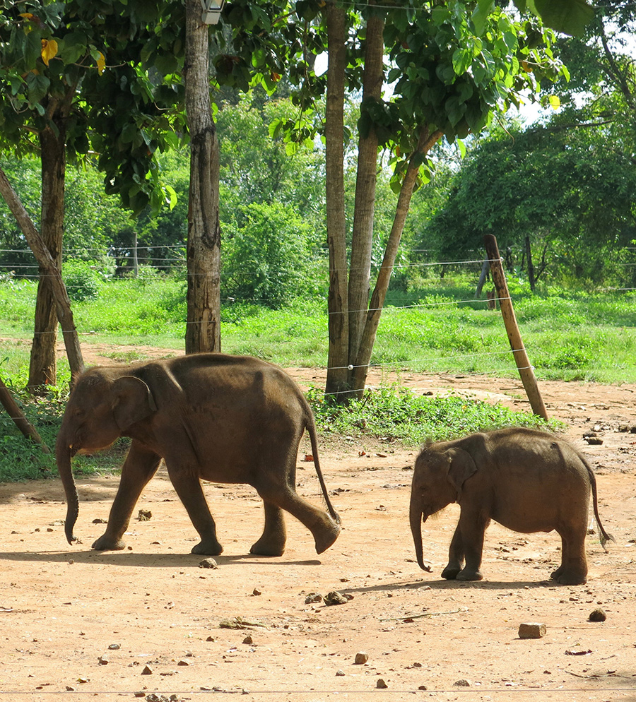 Elefantes de Kanjana camila coelho
